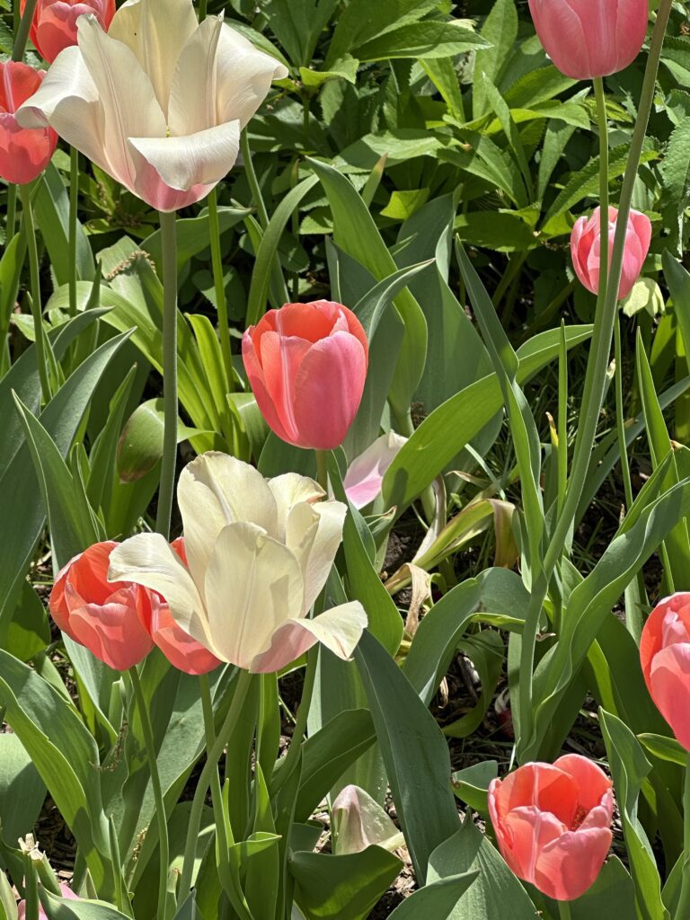 Tulips